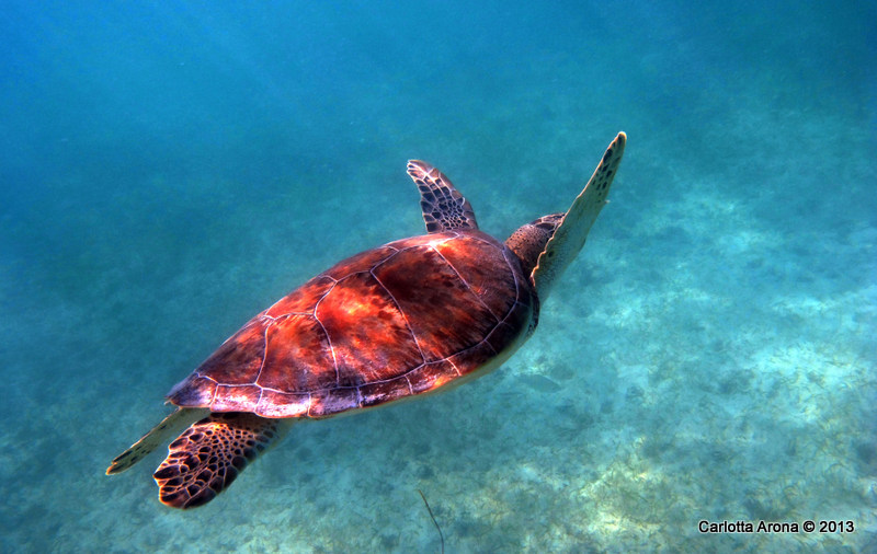More Turtles
