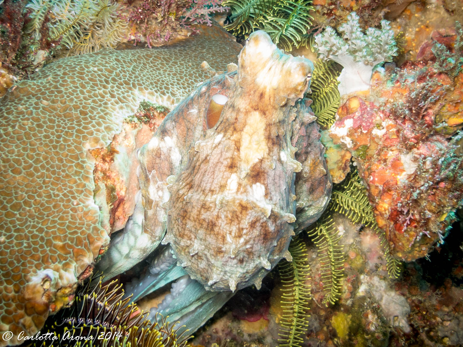 Komodo, Scuba Diving