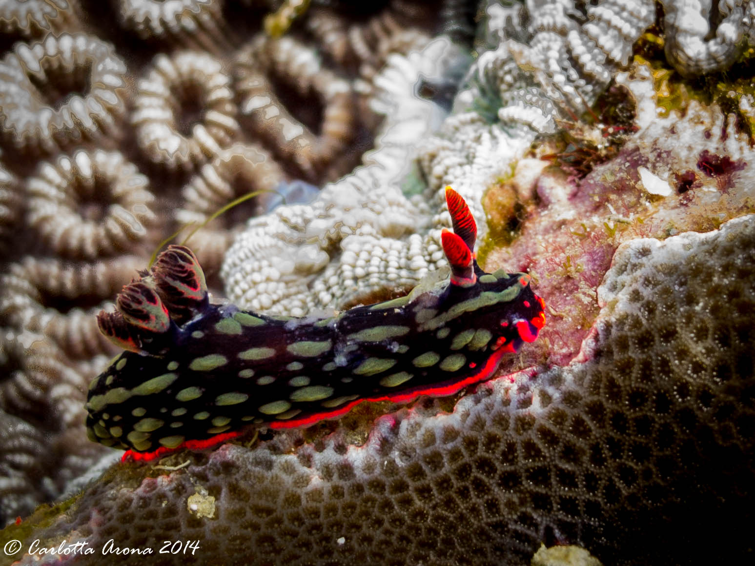 Komodo, Scuba Diving