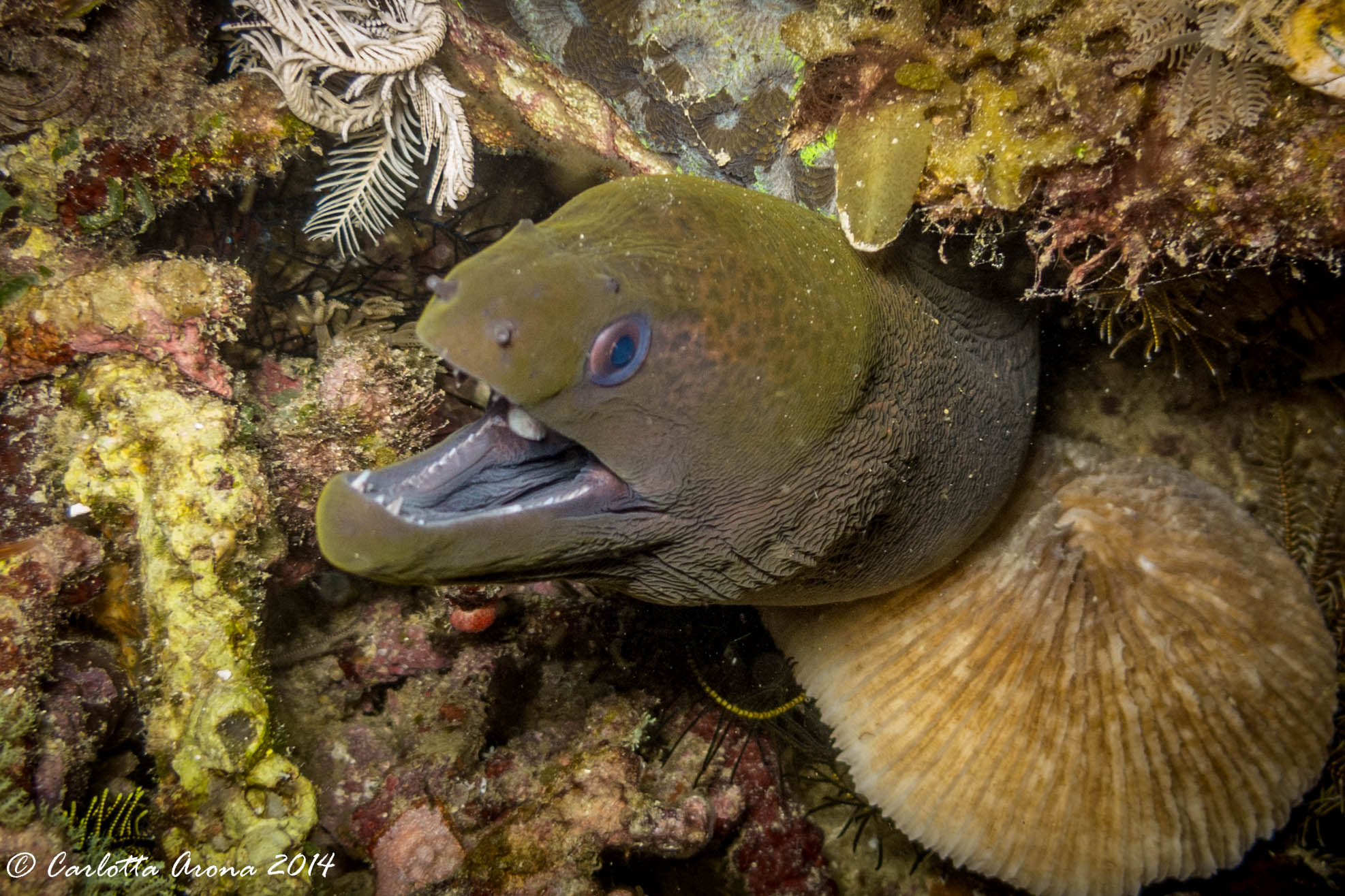 Komodo, Scuba Diving