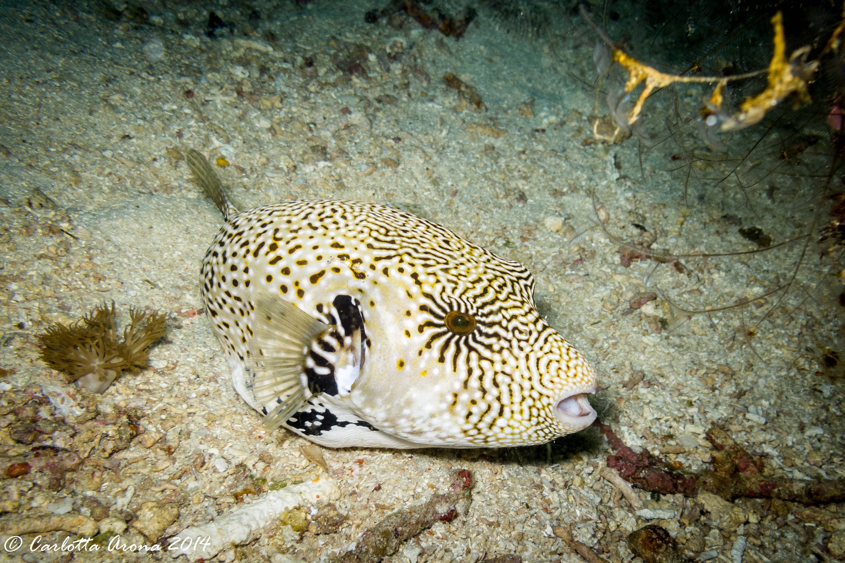 Komodo, Scuba Diving