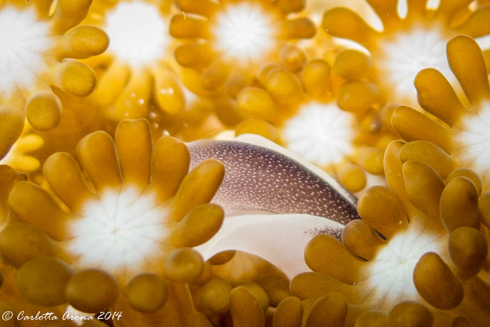 Komodo, Scuba Diving