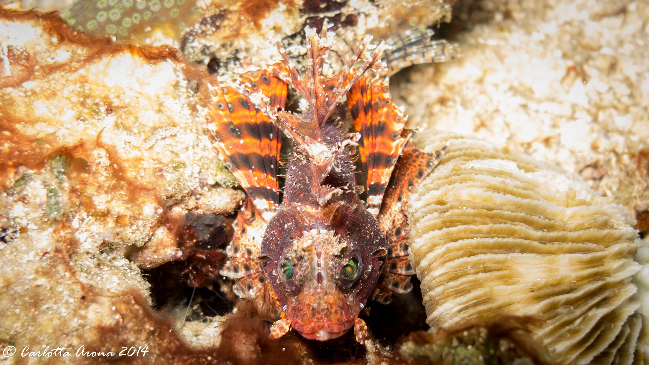 Komodo, Scuba Diving