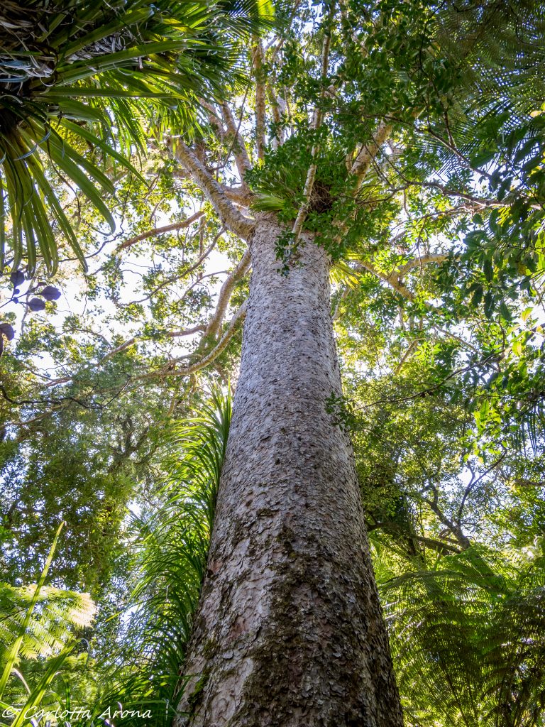 New Zealand